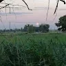 DarynaP